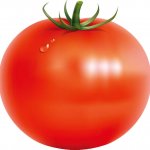 tomato001