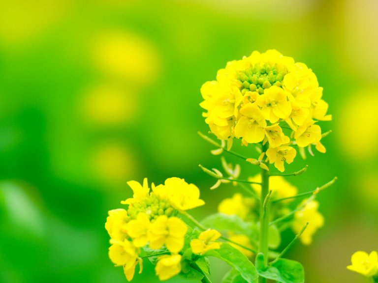 菜の花とは何の花?菜の花と菜花(なばな)の違い グルマン 菜の花とは何の花?菜の花と菜花(なばな)の違い グルマン