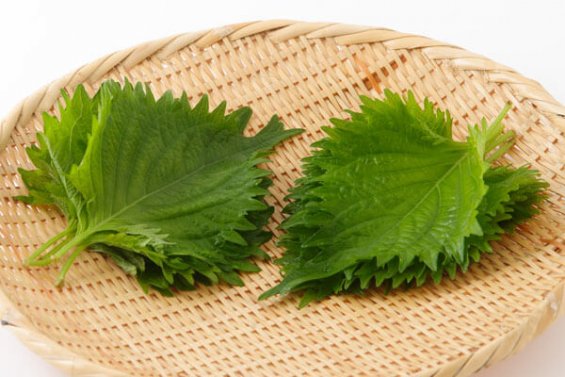 大葉と青じそ(青紫蘇)の違い グルマン