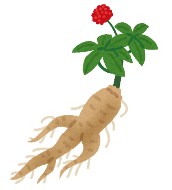 朝鮮人参と高麗人参の違い。日本でも自生、栽培できる？ グルマン